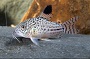 Julii Corydoras Cat