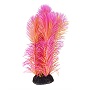 UT AMBULIA RED PLANT 8"