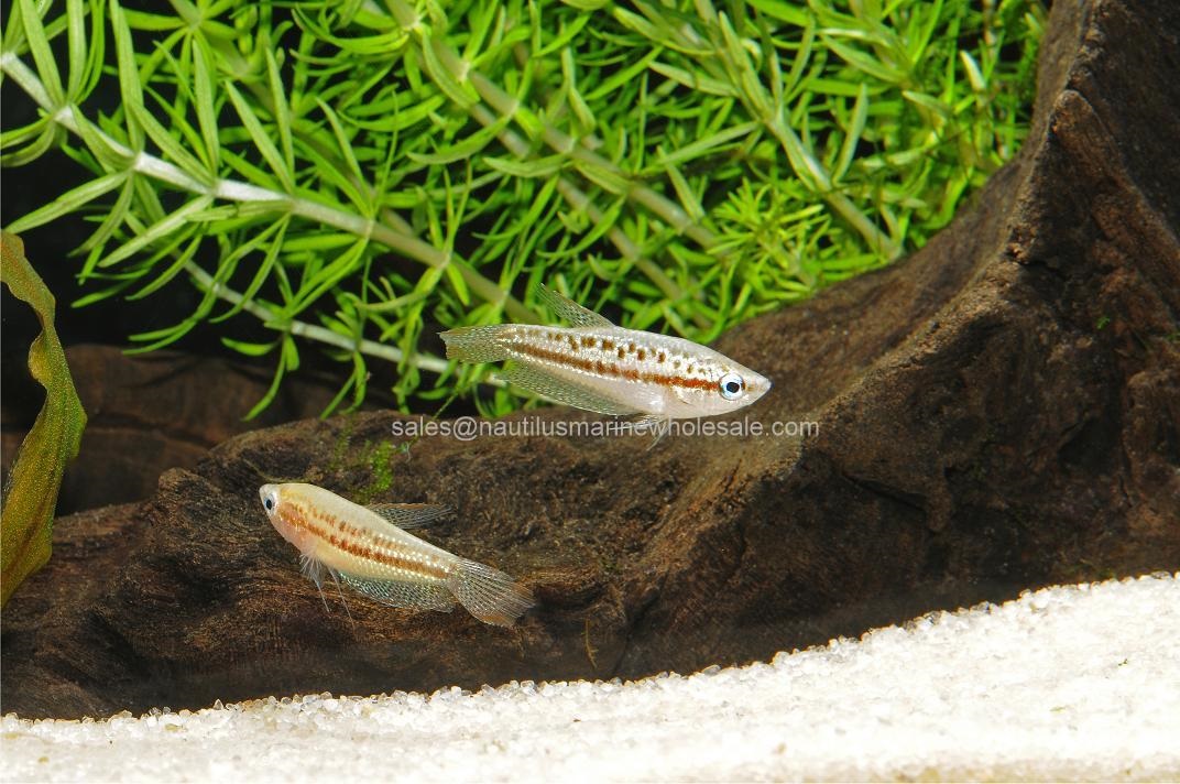 Sparkling Gourami