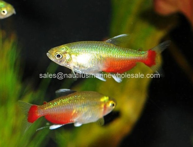 Green Fire Tetra