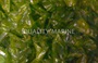 Ulva Sea Lettuce