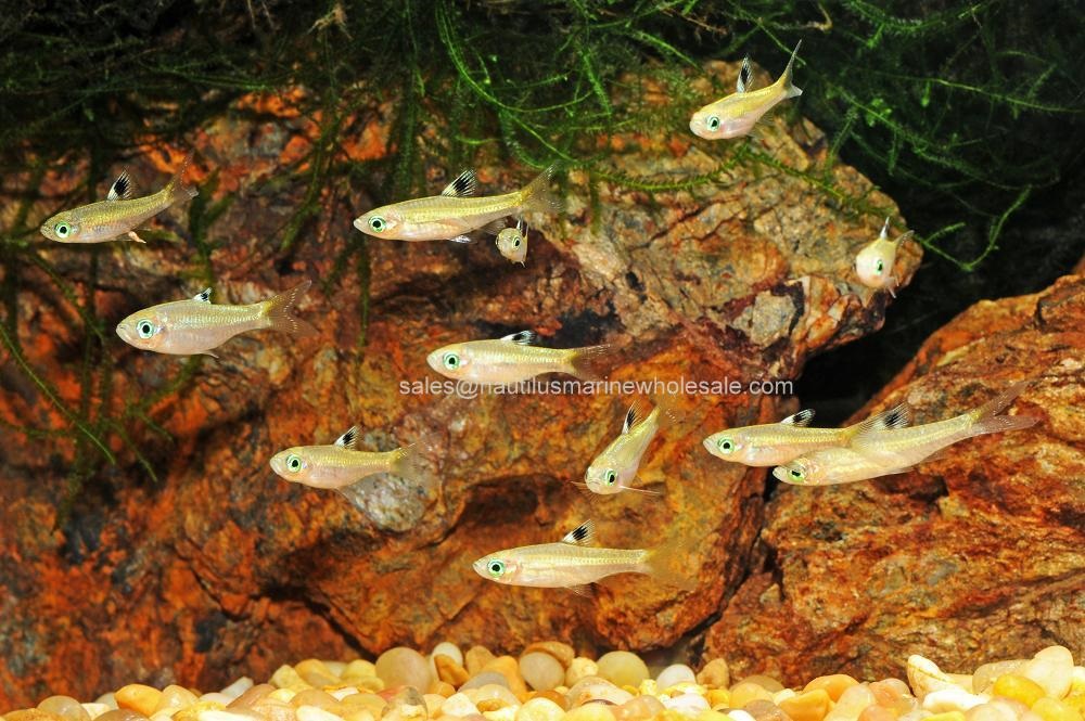 Emerald Green Eye Rasbora