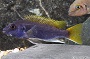 Pseudotropheus Acei Cichlid