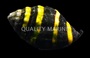 Bumble Bee Snail