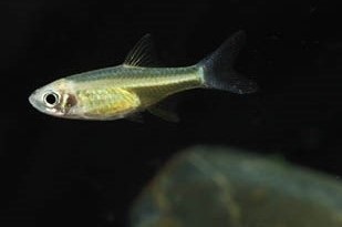 Kubotai Rasbora