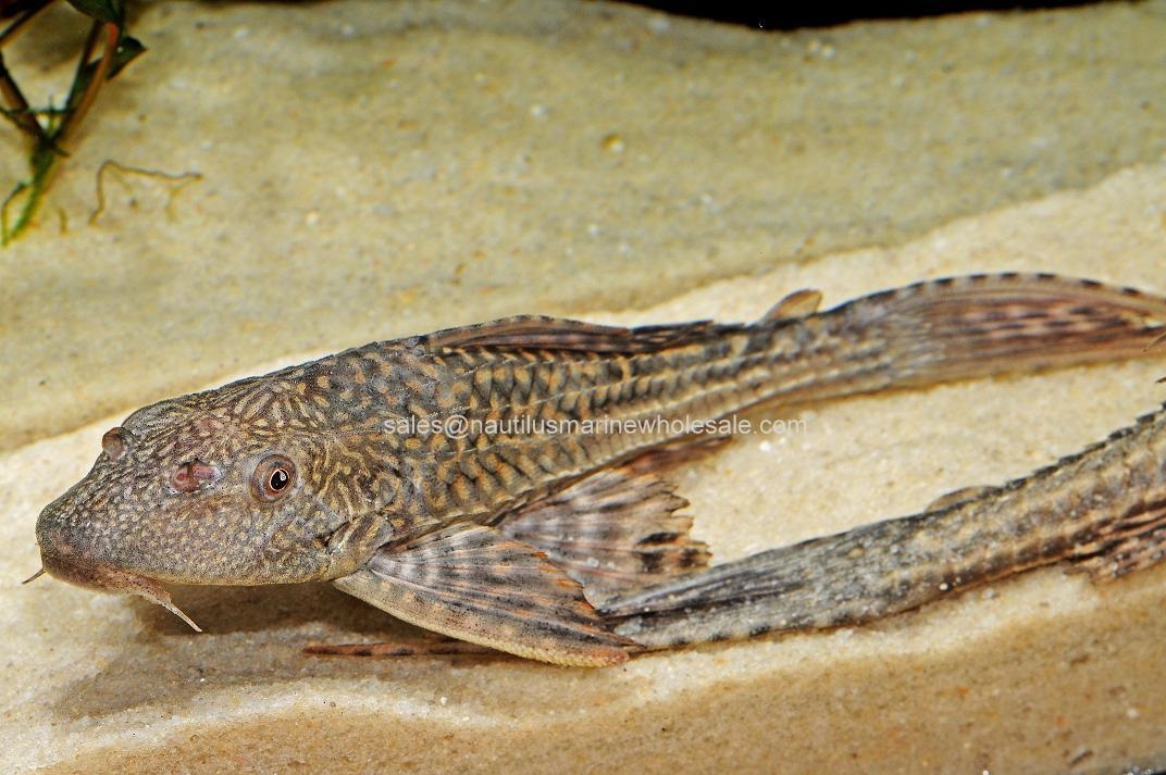 Plecostomus Catfish, Medium