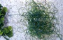 Chaetomorpha Algae