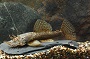 Bristlenose Plecostomus Cat