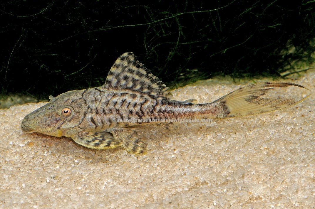 Adonis Lyretail Pleco Cat L-155
