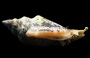 Fighting Conch