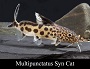 Synodontis Multipunctatus Cat