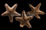 Assorted Starfish