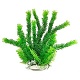 AT CABOMBA PLANT GREEN BH04-16"