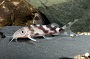 Synodontis Decorus Catfish