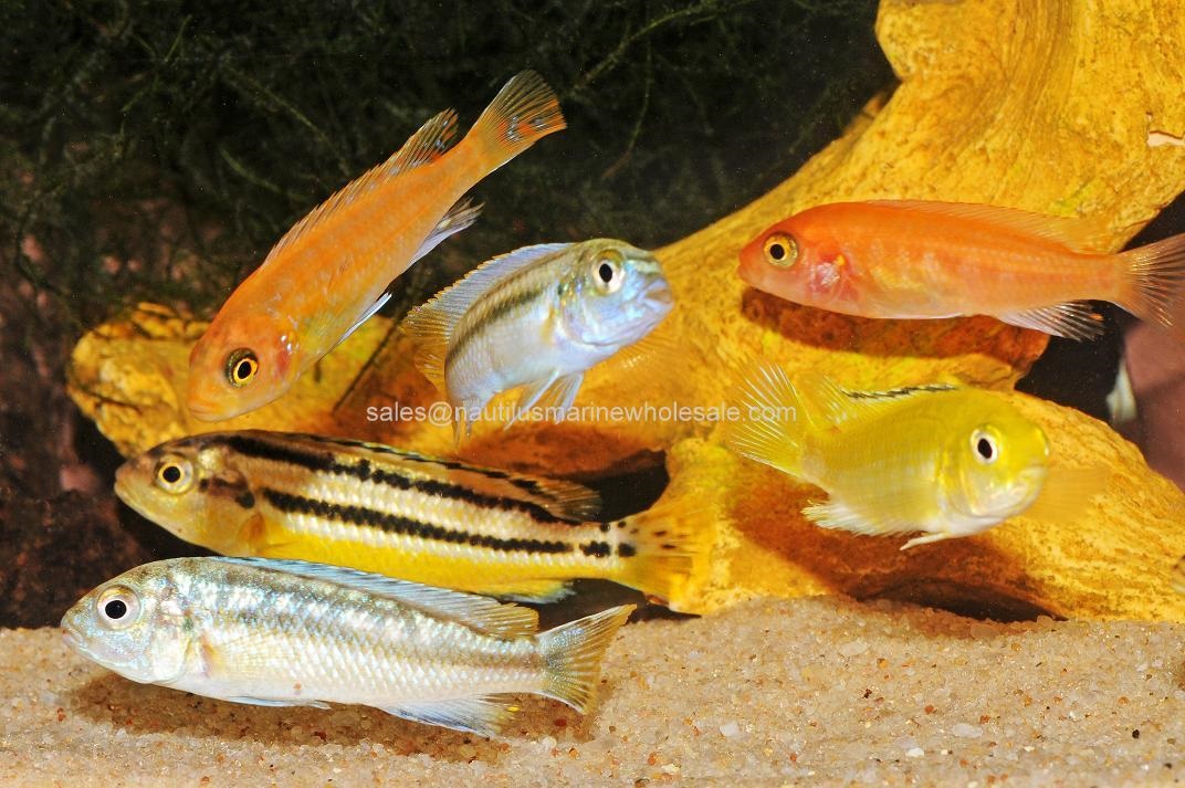 Asst. African Cichlids Large