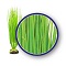 WECO PLANT HAIRGRASS  6"
