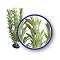 WECO PLANT ANACHARIS  6"