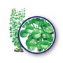 WECO PLANT JAPANESE CRESS   9"