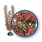 WECO PLANT RED FOXTAIL      9"