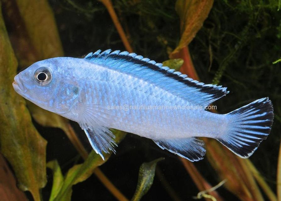 Socolofi Cichlid