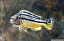 Auratus Cichlid