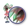 WECO PLANT RED TIGER LOTUS 12"