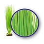 WECO PLANT HAIRGRASS 12"