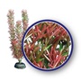 WECO PLANT RED FOXTAIL     12"