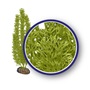WECO PLANT GREEN FOXTAIL   12"