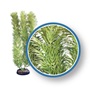 WECO PLANT CABOMBA PRO     12"