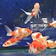 Sarasa Comet Goldfish Sm 3-4"