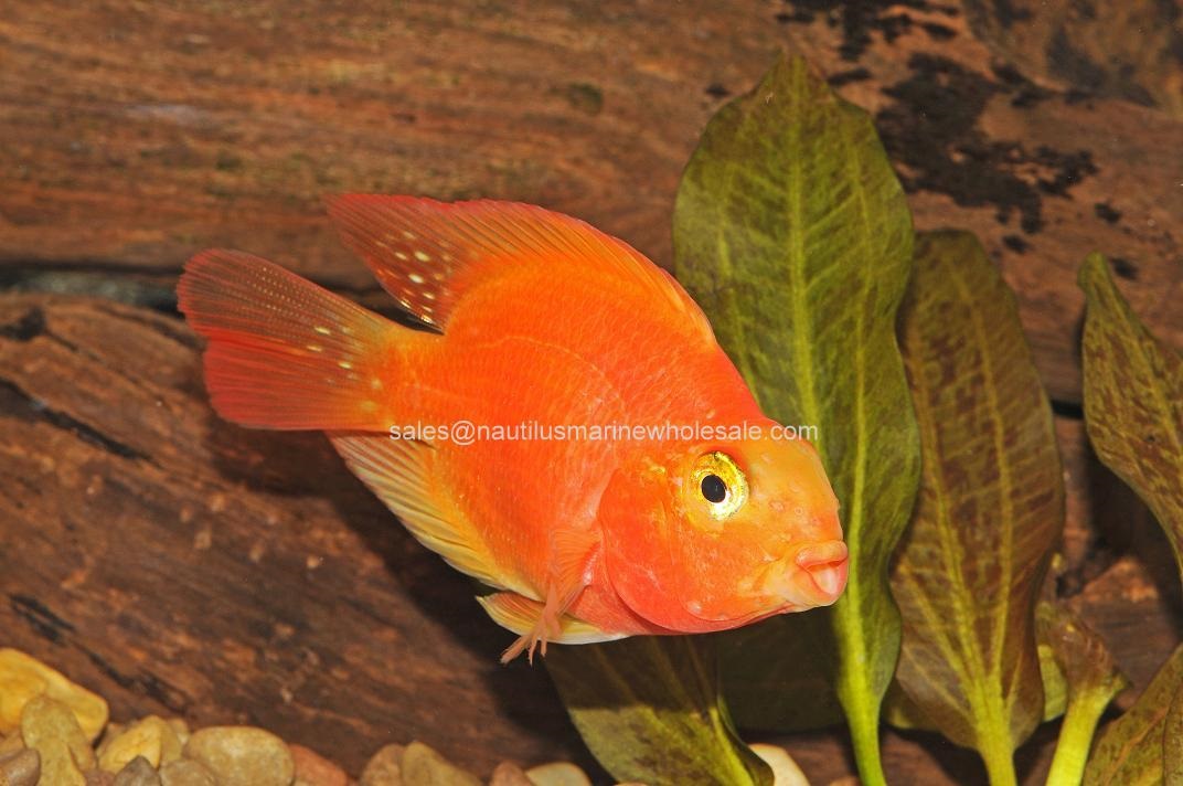 Blood Parrot Cichlid - Med