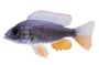 Borleyi Cichlid  (Redfin Hap)