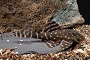 Emperor Plecostomus Catfish L204