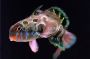 Spotted Mandarin Dragonet