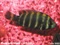 Buttikoferi Cichlid