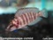 Hap. Compressiceps Cichlid