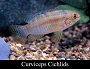 Curviceps Cichlid