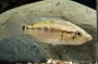 Dovii Cichlid