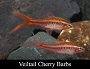 Veiltail Cherry Barb