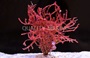 Grape Caulerpa Algae