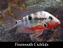 Firemouth Cichlid