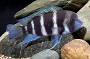 Frontosa Cichlid