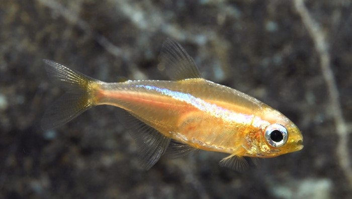 Gold Neon Tetra