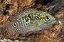 Jack Dempsey Cichlid - Medium