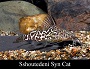 Synodontis Schoutedeni Catfish