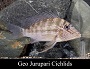 Jurupari Cichlid