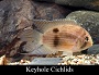 Keyhole Cichlid