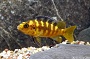 Bumble Bee Cichlid