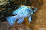 Electric Blue Ram Cichlid